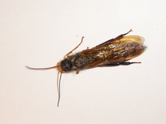 Sirex juvencus