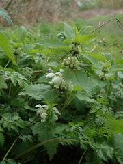 Lamium album