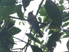 Myiodynastes maculatus