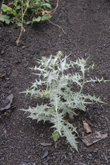 Cirsium argillosum