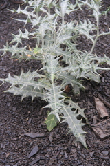 Cirsium argillosum