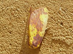 Copifrontia xantherythra