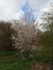 Prunus cerasifera