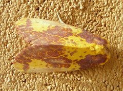 Copifrontia xantherythra