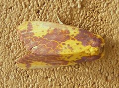 Copifrontia xantherythra