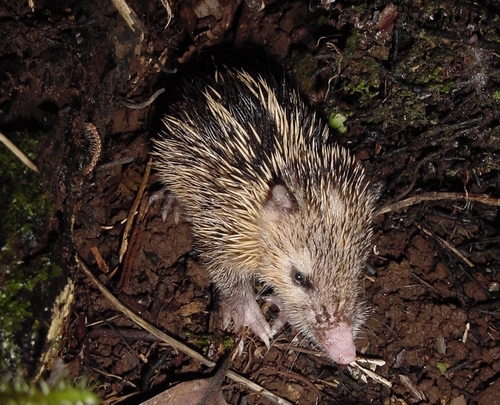 Tailless Tenrec