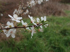Prunus cerasifera