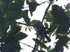 Myiodynastes maculatus