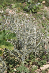 Cirsium argillosum