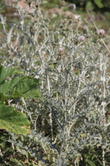 Cirsium argillosum