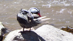 Merganetta armata armata