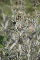 Cirsium argillosum