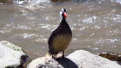 Merganetta armata armata