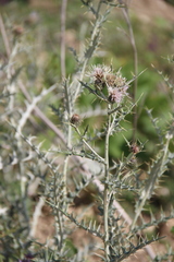 Cirsium argillosum