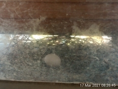 Columba livia domestica