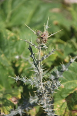 Cirsium argillosum