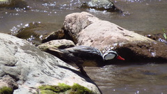 Merganetta armata armata