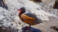 Merganetta armata armata