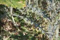 Cirsium argillosum