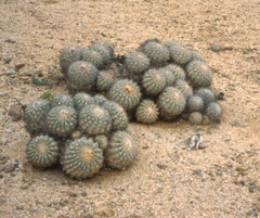 Copiapoa cinerascens