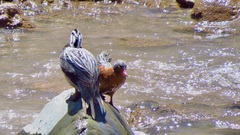 Merganetta armata armata