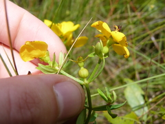 Rhexia lutea
