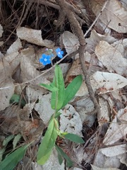 Omphalodes nitida