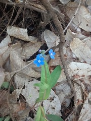 Omphalodes nitida