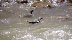 Merganetta armata armata