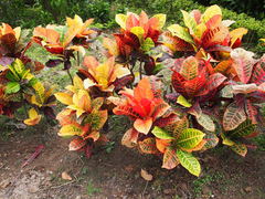 Codiaeum variegatum pictum