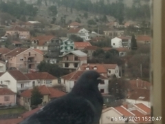 Columba livia domestica