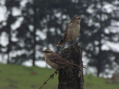 Mimus saturninus