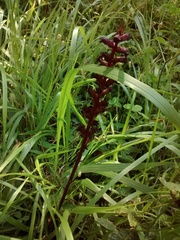 Orobanche foetida