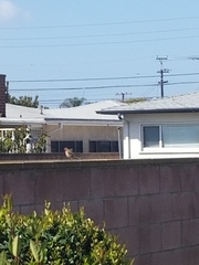 Haemorhous mexicanus