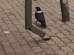 Corvus albus