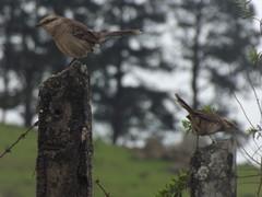 Mimus saturninus