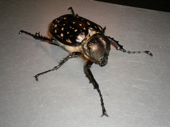 Cheirotonus formosanus