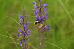 Bombus armeniacus