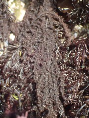 Callithamnion pikeanum