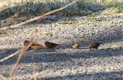 Loxia curvirostra sitkensis