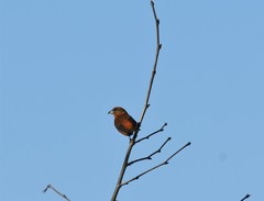 Loxia curvirostra sitkensis