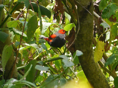 Cryptospiza jacksoni