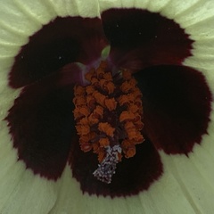 Hibiscus caesius