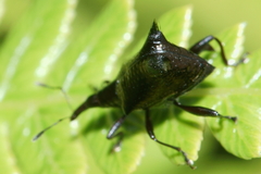 Scolopterus penicillatus