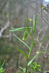 Fritillaria alfredae