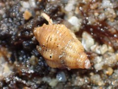 Ocinebrina