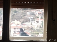 Columba livia domestica