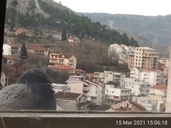 Columba livia domestica