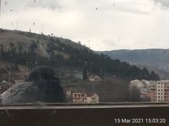 Columba livia domestica