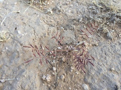 Hoffmannseggia drepanocarpa